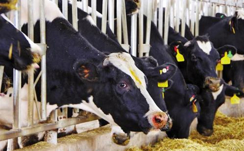 北京乳牛业运用RFID技术建立奶牛识别与追溯系统